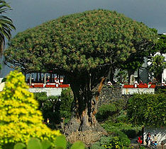 Drachenbaum_Teneriffa