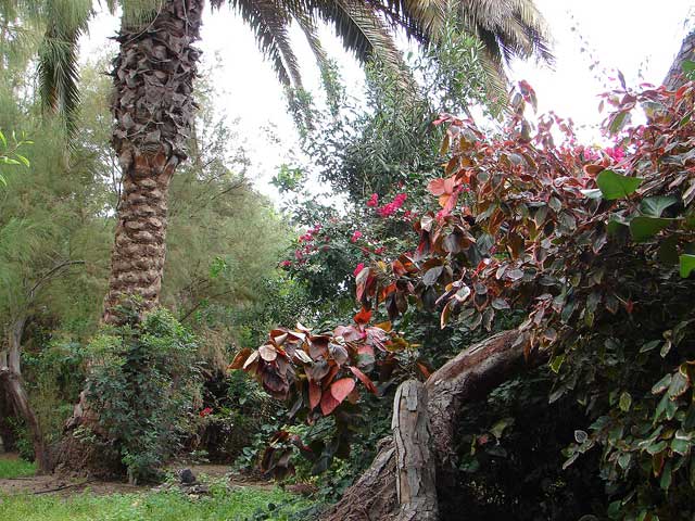 Flora-Costa-Calma-5 Flora-Costa-Calma-5